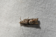Epinotia solicitana