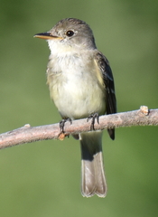 Empidonax