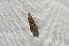 Epinotia solicitana