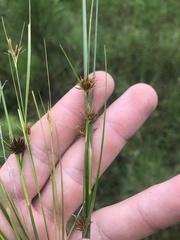 Rhynchospora microcephala