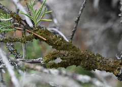 Melanohalea exasperata