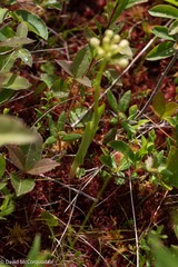 Platanthera clavellata