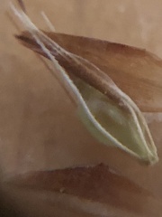 Rhynchospora microcephala