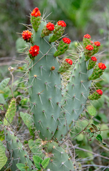 Tacinga palmadora