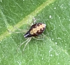 Frontinella pyramitela