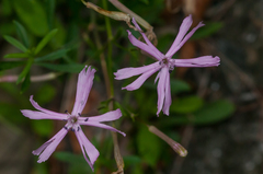Silene fissipetala