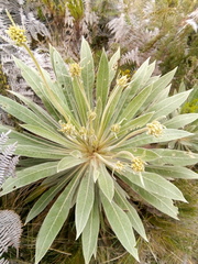 Espeletia corymbosa