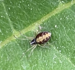 Frontinella pyramitela