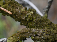 Melanohalea exasperata