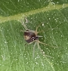 Frontinella pyramitela