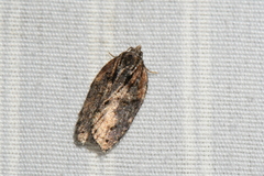 Acleris pulverosana