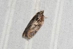 Acleris pulverosana