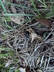 Meracantha contracta