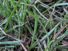 Meracantha contracta