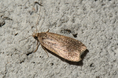 Dichomeris ventrellus