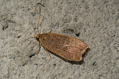 Dichomeris ventrellus