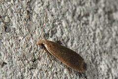 Dichomeris ventrellus