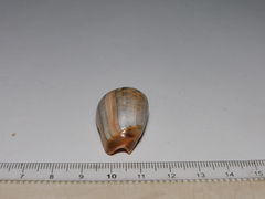 Olivancillaria urceus