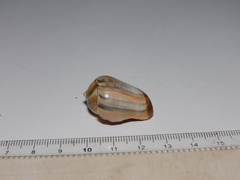 Olivancillaria urceus