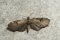 Eupithecia indistincta