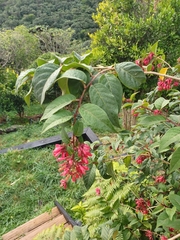 Cestrum fasciculatum