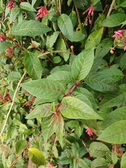 Cestrum fasciculatum