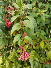 Cestrum fasciculatum