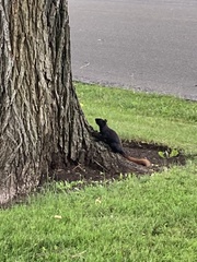 Sciurus carolinensis