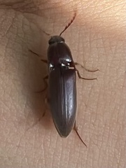 Diplostethus carolinensis