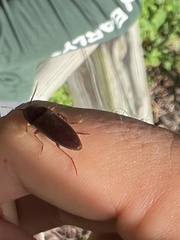 Diplostethus carolinensis