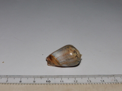 Olivancillaria urceus