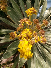 Espeletia corymbosa