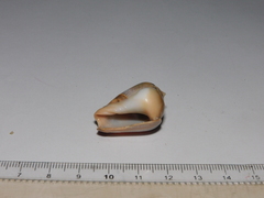 Olivancillaria urceus
