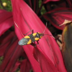 Oncopeltus cingulifer