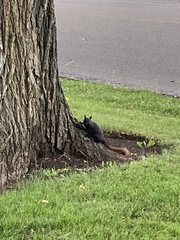 Sciurus carolinensis