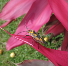 Oncopeltus cingulifer