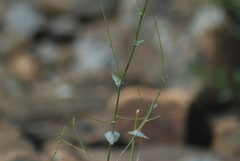 Streptanthus morrisonii