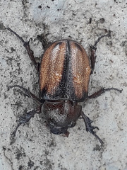 Agaocephala mannerheimi