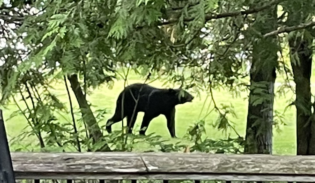 American Black Bear from 469 Cyprus Lake Rd, Tobermory, ON N0H 2R0