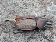 Agaocephala mannerheimi