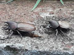 Agaocephala mannerheimi