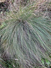 Festuca actae