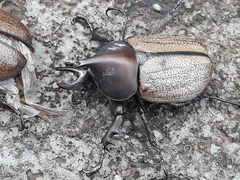 Agaocephala mannerheimi