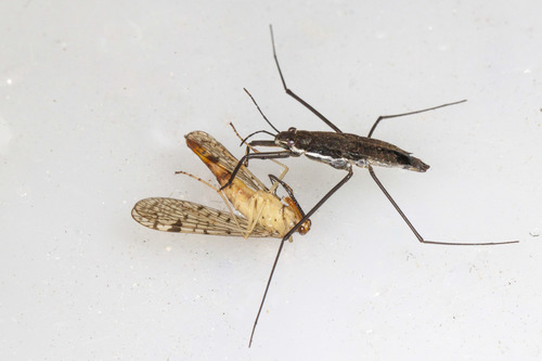 Panorpidae