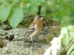 Fringilla coelebs