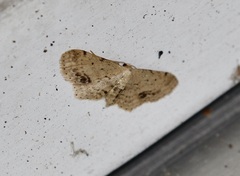 Idaea dimidiata