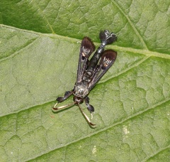 Albuna fraxini