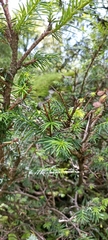 Taxus contorta