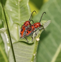 Tetraopes tetrophthalmus