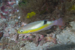 Black-Blotch Tuskfish photo 2